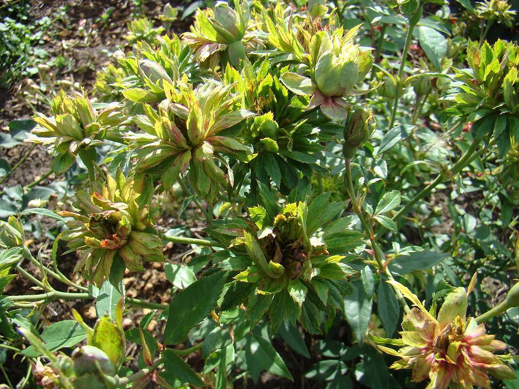 Posted media