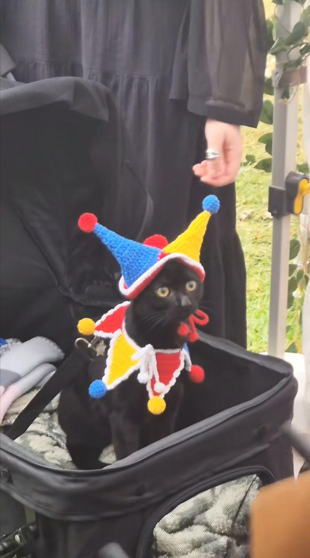 Photo d'un chat noir se trouvant dans un sac de voyage ouvert et partiellement rempli. Le chat porte une tenue de bouffon (un chapeau multicolore, composé de 3 cones ; et une sorte de collerette constituée de triangles multicolores) en crochet/tricot. Il regarde droit devant lui, l'air interloqué.